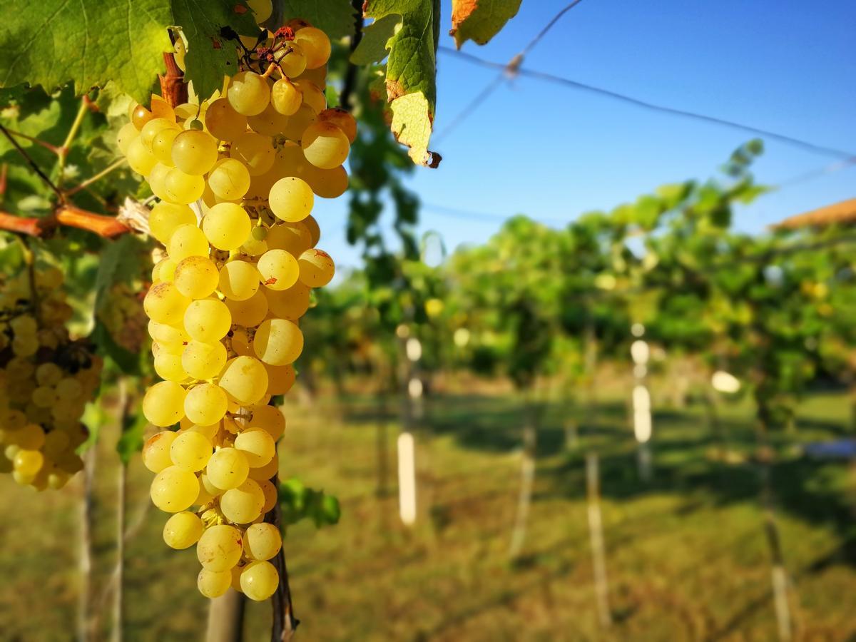 Agriturismo Graziano E Barbara Porto Conte Eksteriør billede